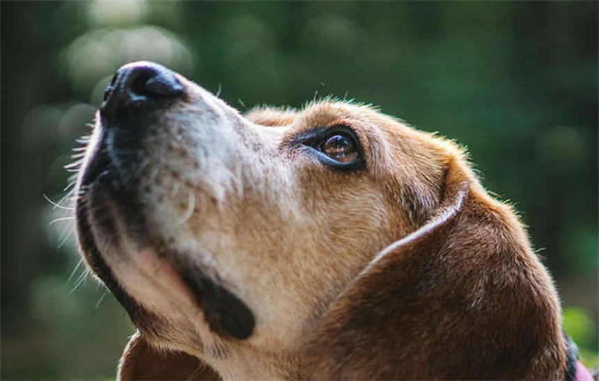 Hundegeschirr richtig anpassen: 5 einfache Schritte für den perfekten Sitz