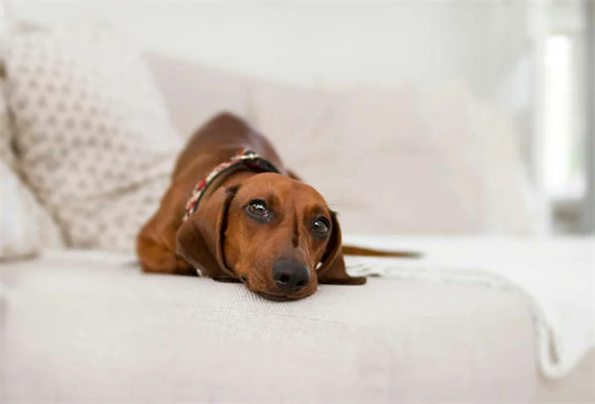 Hundegeschirr richtig anpassen: 5 einfache Schritte für den perfekten Sitz