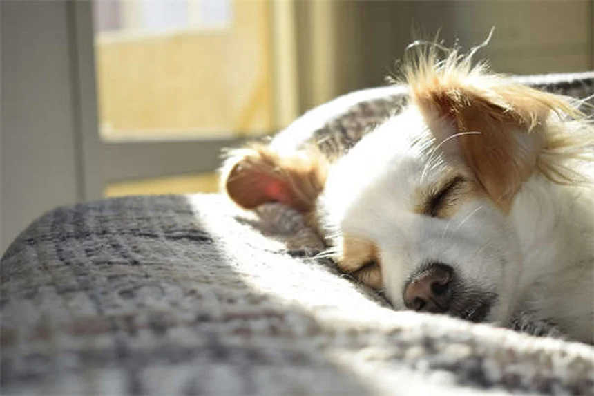5 gefährliche Halsband-Risiken für Hunde - So schützt du deinen Liebling