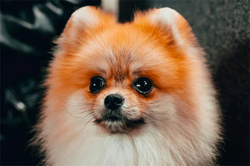 5 gefährliche Halsband-Risiken für Hunde - So schützt du deinen Liebling