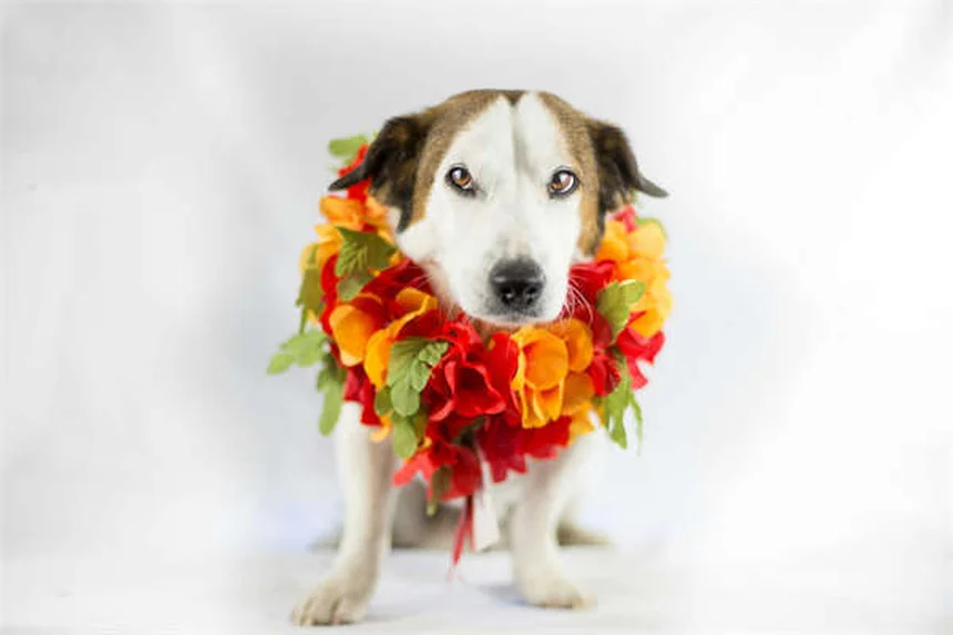 Heilkräutergarten für Haustiere: 7 einfache Tipps für Anfänger