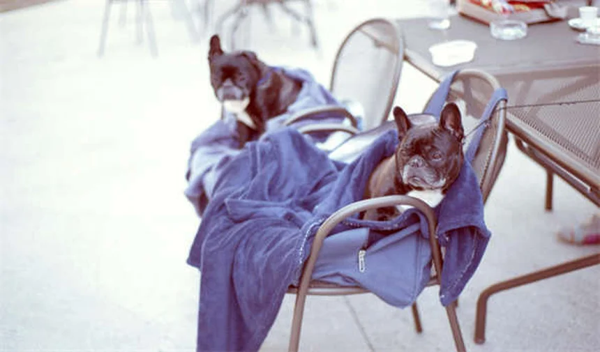 L-Lysin für Haustiere: Wirkung & Dosierung bei Herpes