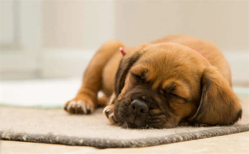 Herzwurmprävention für Hunde und Katzen: Die besten Methoden im Vergleich