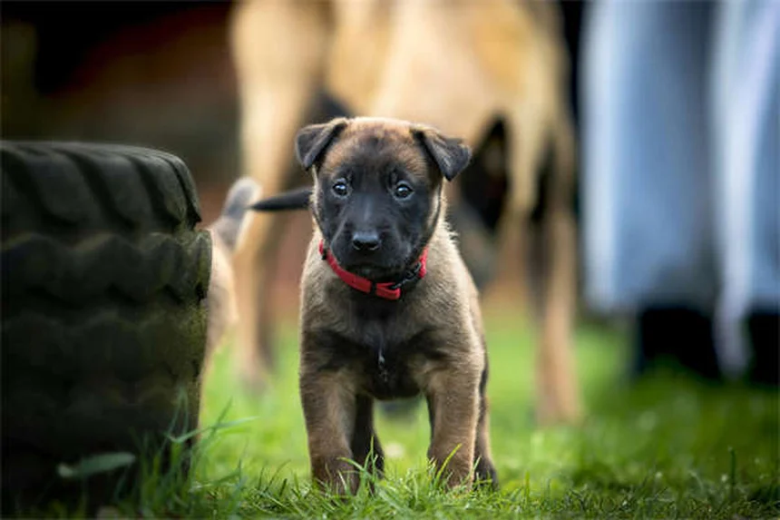Warum ignoriert mich mein Hund? 7 Gründe & Lösungen