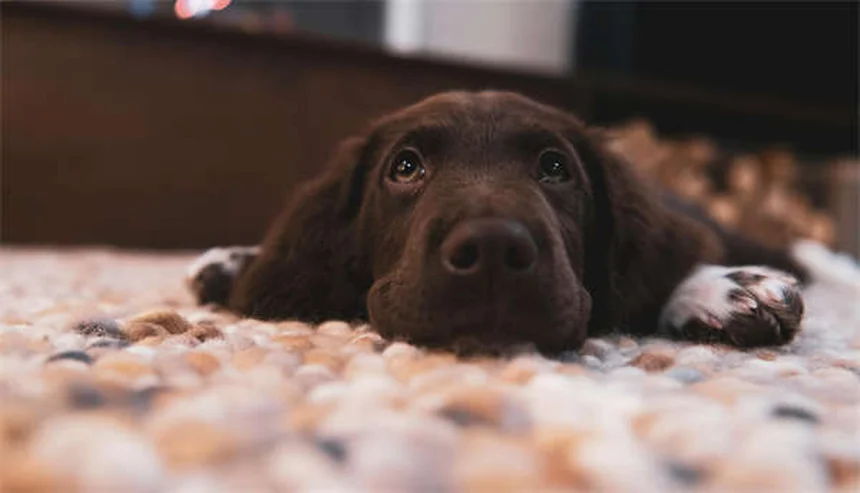 Warum schlafen Hunde so viel? 7 überraschende Gründe erklärt
