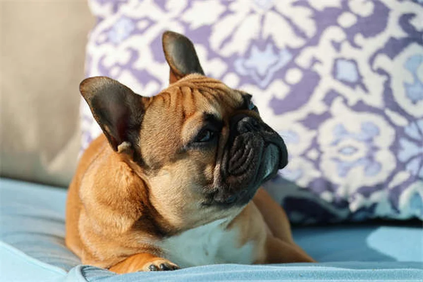 Warum schlafen Hunde so viel? 7 überraschende Gründe erklärt