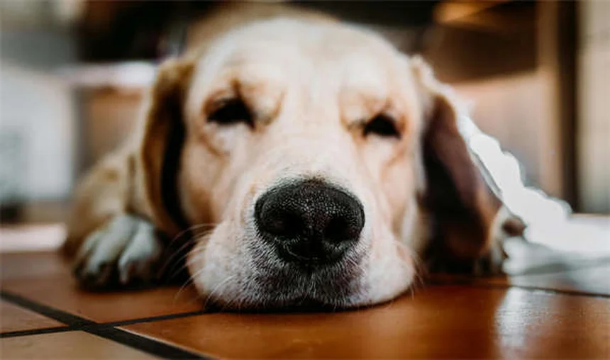 Natürliche Schmerzlinderung für Hunde: 5 bewährte Methoden
