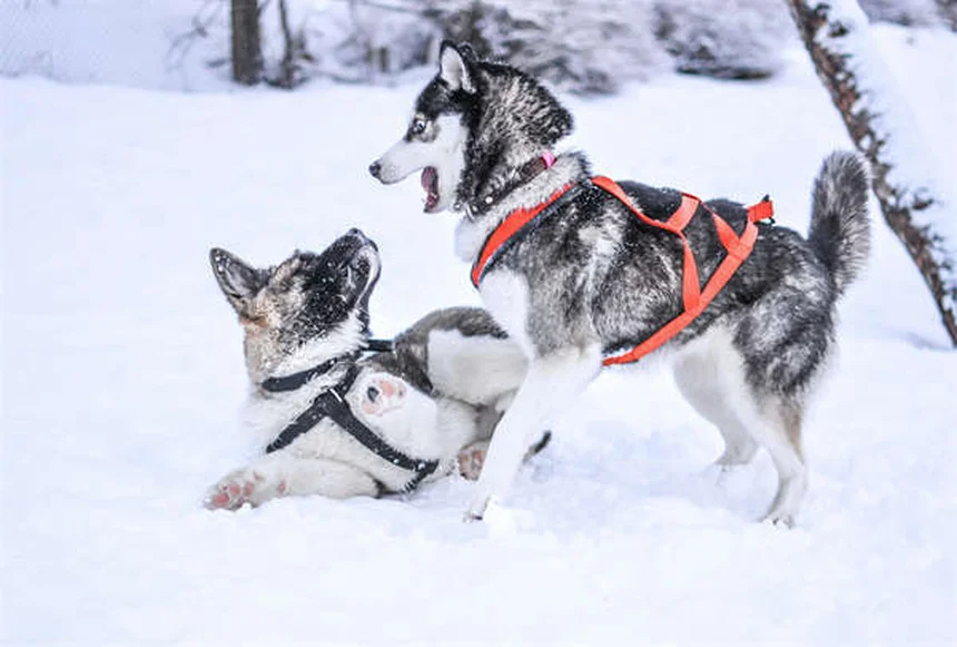 Natürliche Schmerzlinderung für Hunde: 5 bewährte Methoden