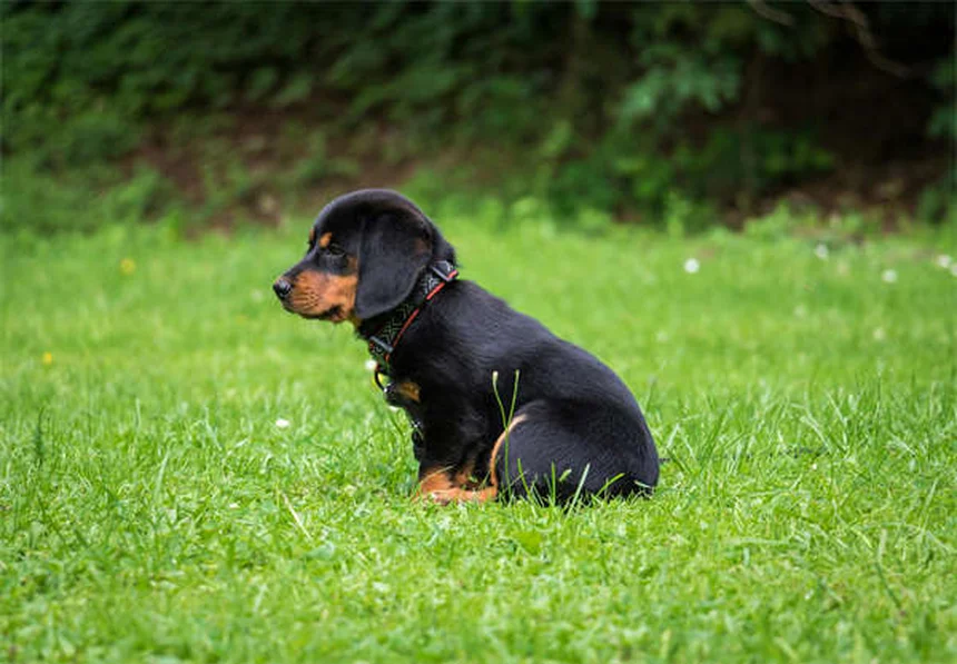 Hundealter berechnen: So alt ist Ihr Hund in Menschenjahren