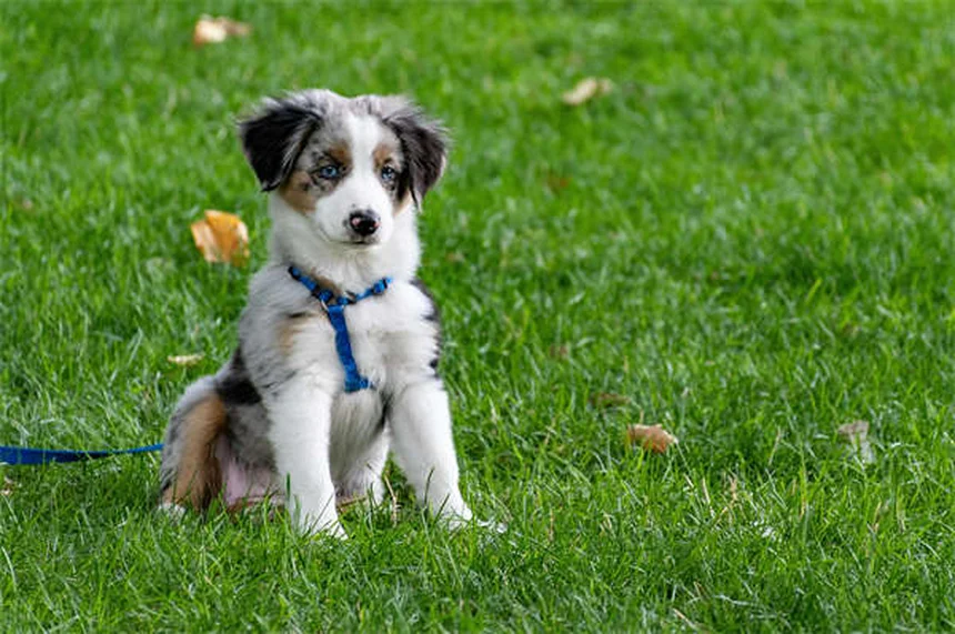 Welpen-Grundausstattung: Die 10 wichtigsten Dinge für deinen neuen Hund