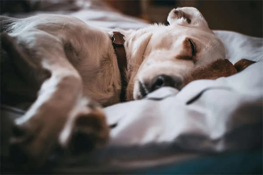 Zonisamid für Hunde: Wirkung, Dosierung & Nebenwirkungen