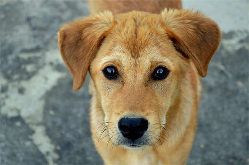 Zonisamid für Hunde: Wirkung, Dosierung & Nebenwirkungen