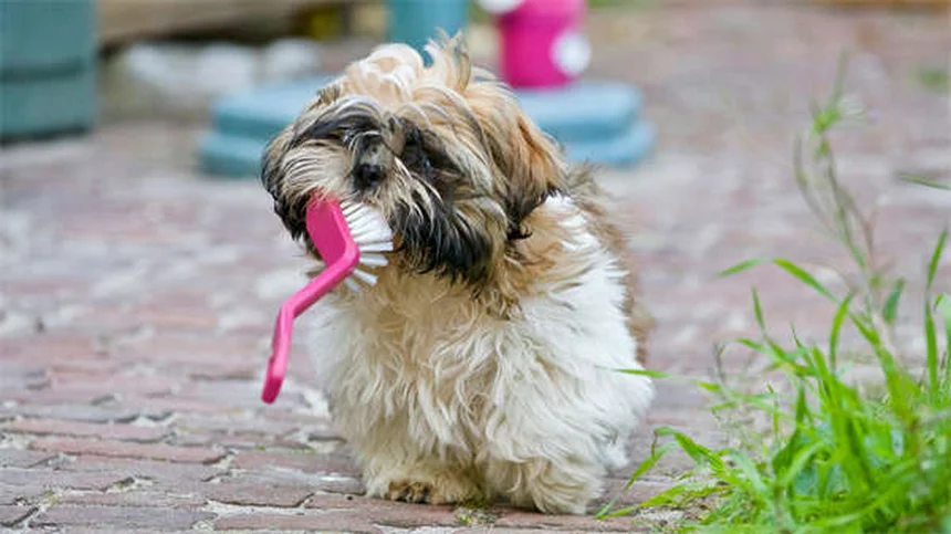 Warum sitzt mein Hund auf meinen Füßen? 5 verblüffende Gründe