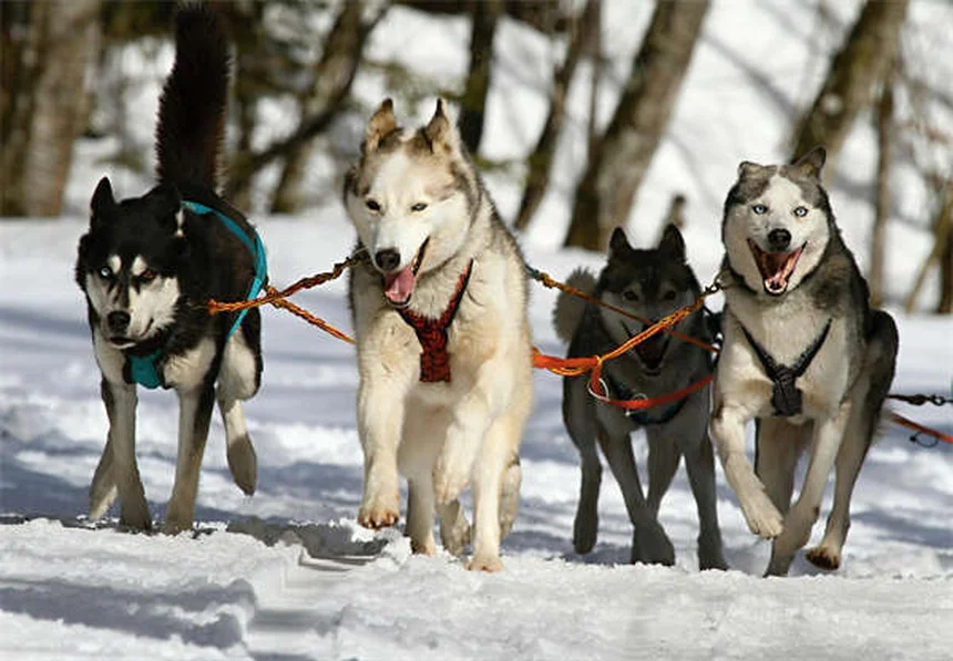 Warum sitzt mein Hund auf meinen Füßen? 5 verblüffende Gründe