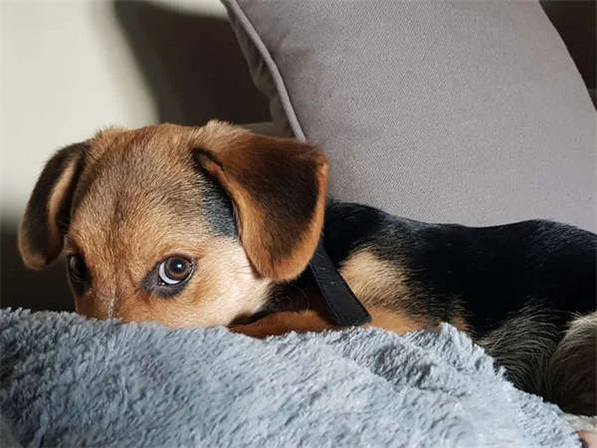 Whelping bei Hunden: 5 wichtige Tipps für eine stressfreie Welpengeburt