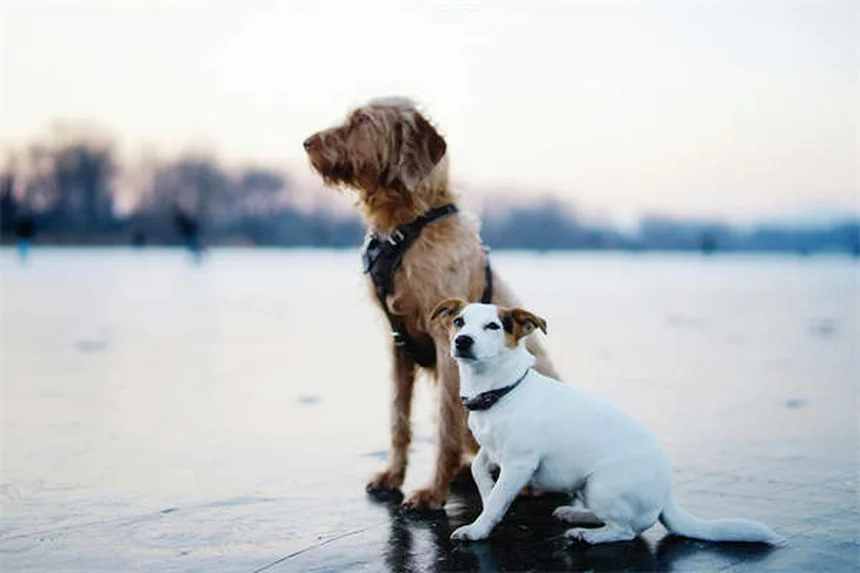 Warum jagen Hunde ihren Schwanz? 5 Gründe & Lösungen